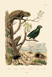 Falso Escarabajo Ampolla, 1833-39 de French School